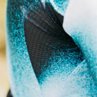 maillot ocean 7